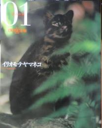週刊日本の天然記念物 動物編 01　イリオモテヤマネコ　アジアの野生ネコ　小学館　2002年初版　c
