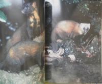 週刊日本の天然記念物 動物編 17　ツシマテン　森にくらすイタチの仲間たち　小学館　2002年初版　h
