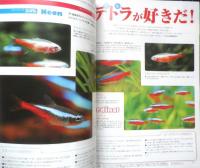 月刊アクアライフ　2011年1月号No.378　特集/小型テトラ　e
