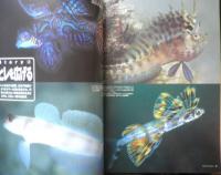 DIVING Photography ダイビングフォトグラフィー　2007年　特集1/決定的瞬間・衝撃の一枚　マリン企画　3
