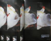DIVING Photography ダイビングフォトグラフィー　2007年　特集1/決定的瞬間・衝撃の一枚　マリン企画　3
