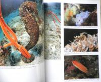 DIVING Photography ダイビングフォトグラフィー　2001年No.11　特集/マブール＆柏島・マクロ生物の撮りかた　マリン企画　u
