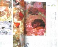 DIVING Photography ダイビングフォトグラフィー　2001年No.11　特集/マブール＆柏島・マクロ生物の撮りかた　マリン企画　u
