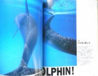 DIVING Photography ダイビングフォトグラフィー　1999年No.6　特集/イルカに恋して　マリン企画　u
