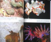 DIVING Photography ダイビングフォトグラフィー　1999年No.7　特集/ウミウシに夢中！　マリン企画　u
