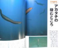 DIVING Photography ダイビングフォトグラフィー　1999年No.5　特集/砂地へGo！　マリン企画　3
