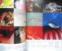DIVING Photography ダイビングフォトグラフィー　2004年No.21　巻頭特集/生態撮影の世界にようこそ　マリン企画　3
