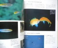 DIVING Photography ダイビングフォトグラフィー　2004年No.21　巻頭特集/生態撮影の世界にようこそ　マリン企画　3
