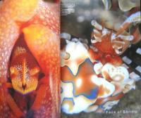 DIVING Photography ダイビングフォトグラフィー　2003年No.19　特集/FACE・このカオ撮りたいでしょ？　マリン企画　3
