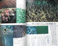 DIVING Photography ダイビングフォトグラフィー　1998年No.2　特集/沖縄生まれのダイビングフォトグラフ　マリン企画　3

