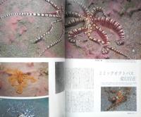 DIVING Photography ダイビングフォトグラフィー　2001年No.10　特集/BALI MAGIC　マリン企画　h
