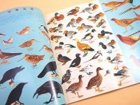 科学大観　第１６号　鳥類（野鳥）特集
