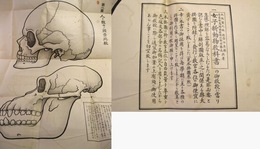 女子新動物教科書教授用掛図『人ト猩々ノ頭骨比較』