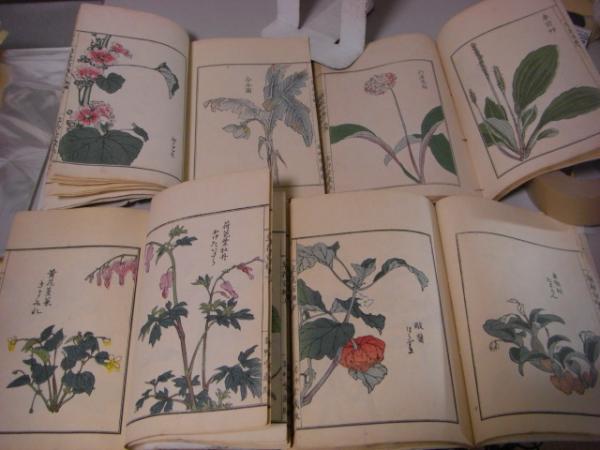 草花百種 全4冊揃い(幸野楳嶺、) / 古本、中古本、古書籍の通販は