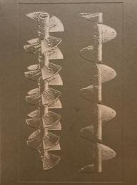 La Nonpareille 　Batia Suter　バティア・スーター