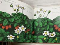 いちご　Strawberries Fraises Erdbeeren Fragole