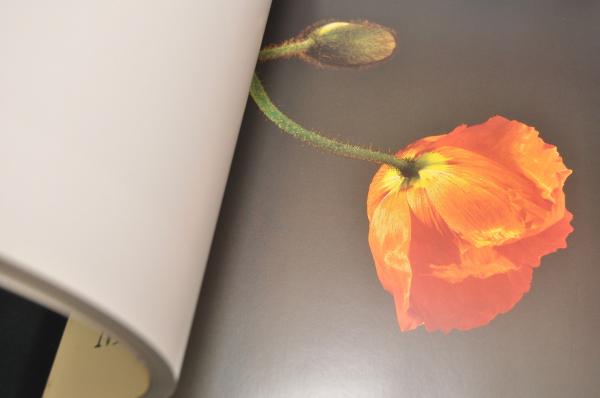 Flowers Robert Mapplethorpe Foreword by Patti Smith メイプル