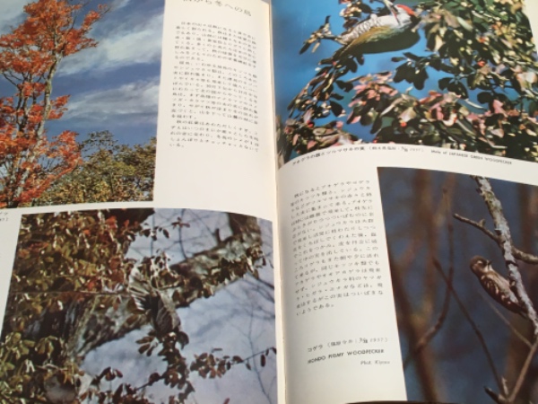 原色日本野鳥生態図鑑 1 山野の鳥
