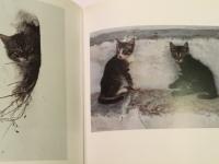 Kittens of the Greek Islands ( ギリシャ諸島の子猫 )