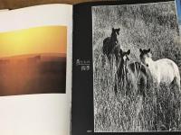 日本の野生馬