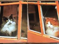 Cats　Color Nature Library　英語版