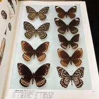 世界のアゲハチョウ