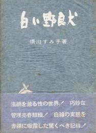 白い野良犬