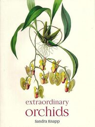 ｅｘｔｒａｏｒｄｉｎａｒｙ　ｏｒｃｈｉｄｓ