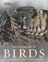 ＴＨＥ　ＳＰＬＥＮＤＯＲ　ＯＦ　ＢＩＲＤＳ