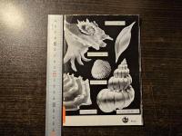 日本の貝殻