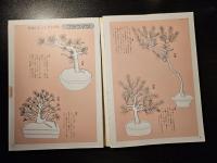盆栽技術 : どの枝を切る