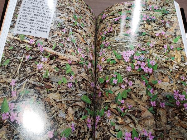日本のスミレ (山渓ハンディ図鑑) 日本のスミレ (山渓ハンディ図鑑) (山溪ハンディ図鑑 6) | い