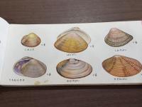 採集図鑑 海の生物