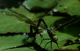 しぜん　8　とんぼ