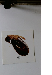 PIERRE MARCOLINI BRUSSELS