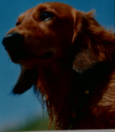 いぬのきもち７