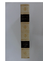 Impatiens Jinotega 12