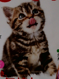 ねこのきもち　2012年12月号