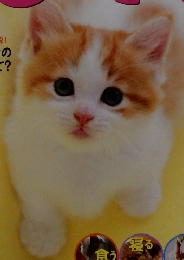 ねこのきもち　2015年3月号