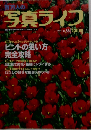 写真ライフ 1999年 Spring No.36 特集:甘いピントにサヨナラしよう!ピントの狙い方完全攻略 特集:はじめての花 新緑にトライする 特集:わたしの好きな撮影スポット8 [雑誌]