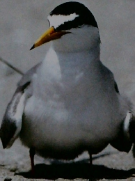 みんなきてきて