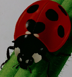 しぜんの　4　てんとうむし