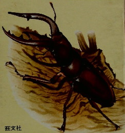 飼いかた図鑑　動物1