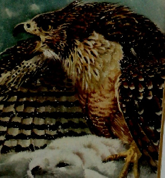 戸川幸夫・子どものための動物物語〈11〉爪王