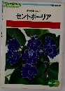 セントポーリア　部屋を飾る鉢花