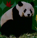 ぴっかりしぜんずかん