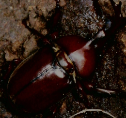 かぶとむし　１９８３年７月号　No.28 