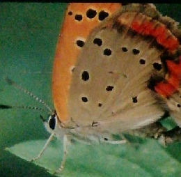 講談社こども学習百科 6 こん虫のくらし