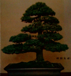 盆栽づくり入門一観賞と栽培一