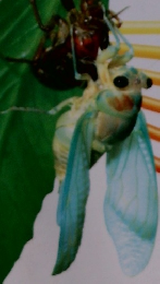 新編　新しい理科　4上